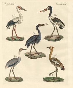 Aves extrañas de German School