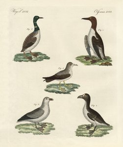 Aves extrañas de German School