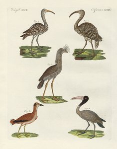 Aves extrañas de German School