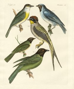 Aves extrañas
