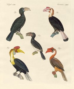 Aves extrañas de German School