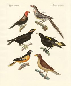 Aves extrañas