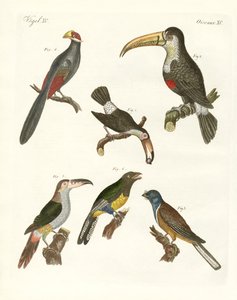Aves extrañas de German School