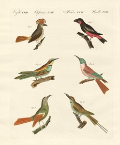 Aves extrañas de German School