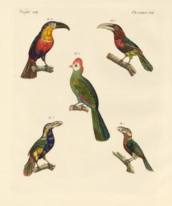 Aves trepadoras extrañas de German School