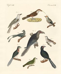 Aves trepadoras extrañas de German School