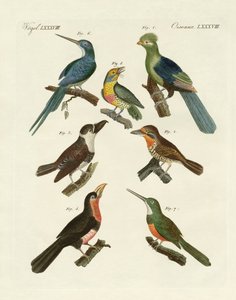 Aves trepadoras extrañas de German School