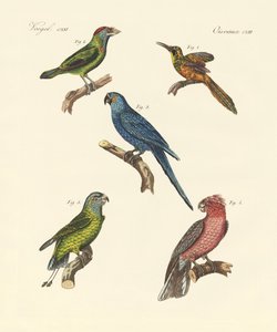 Aves trepadoras extrañas