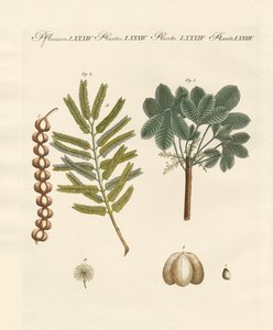 Plantas comerciales extrañas