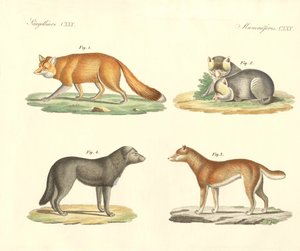 Perros y zorros extraños de German School