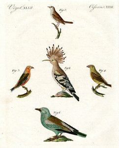 Aves domésticas extrañas de German School