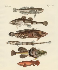 Peces extraños de German School