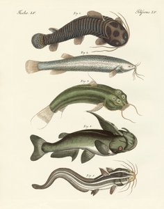Peces extraños de German School