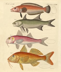 Peces extraños de German School