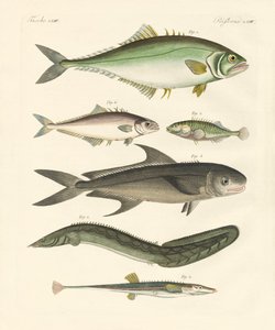 Peces extraños de German School