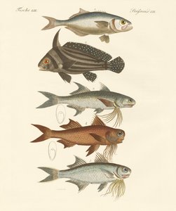 Peces extraños de German School