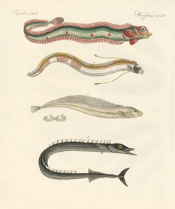 Peces extraños de German School