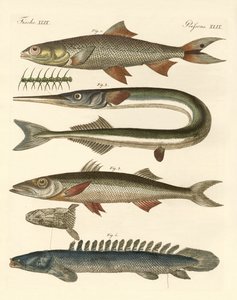 Peces extraños de German School