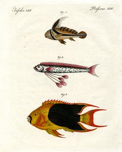 Peces extraños de German School