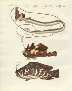 Peces extraños de German School