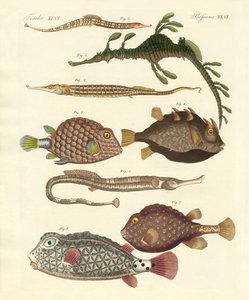 Peces extraños de German School