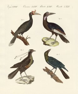 Aves extranjeras extrañas de German School