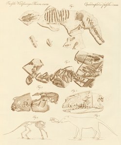 Fósiles extraños de animales cuadrúpedos