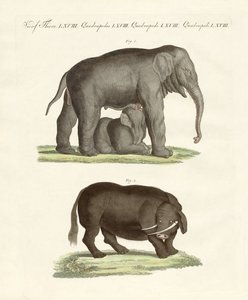 Animales extraños de cuatro patas de German School