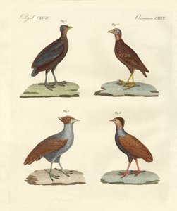 Aves extrañas parecidas a gallinas de German School