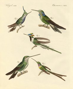 Colibríes extraños de German School