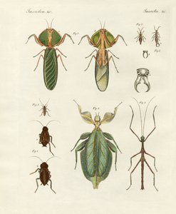 Insectos extraños