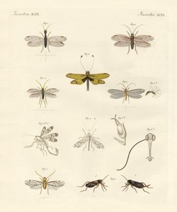 Insectos extraños