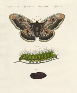 Insectos extraños