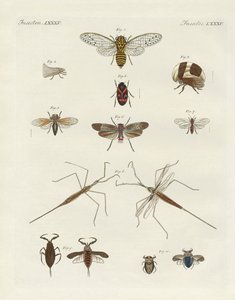 Insectos extraños