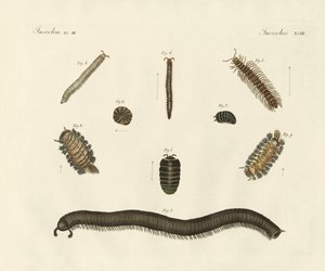 Insectos extraños de German School