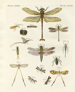 Insectos extraños de German School