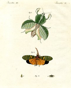 Insectos extraños