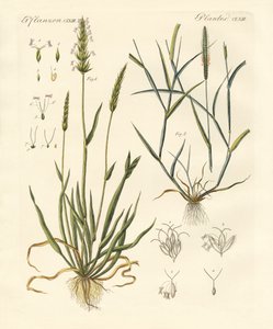 Tipos extraños de hierbas de German School