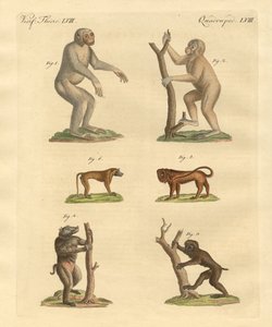 Tipos extraños de monos de German School