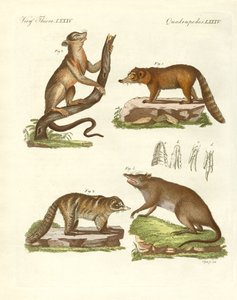 Mamíferos extraños de German School
