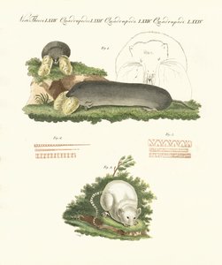 Mamíferos extraños de German School