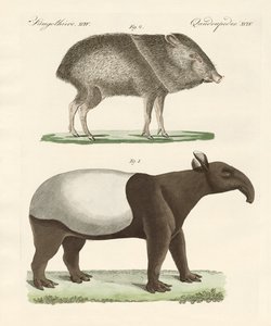 Mamíferos extraños de German School