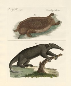 Mamíferos extraños