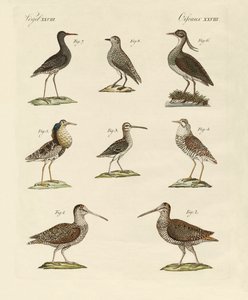 Aves de pantano extrañas de German School