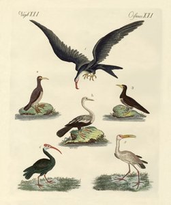 Aves extrañas de pantano y acuáticas de German School