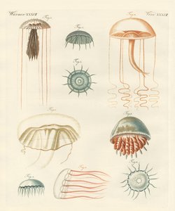 Medusas extrañas