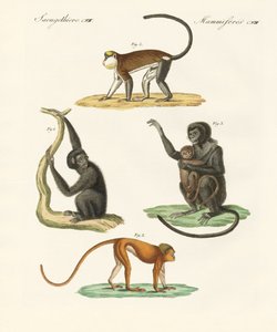 Monos extraños de German School