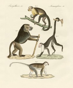 Monos extraños de German School