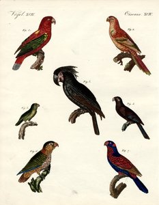 Loros extraños