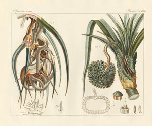 Plantas extrañas de German School